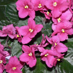 Red African Violet Flower